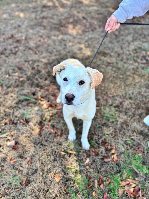 Enlarge Henry, a Adoptable mixed breed in Berkeley Heights, NJ image 2/6