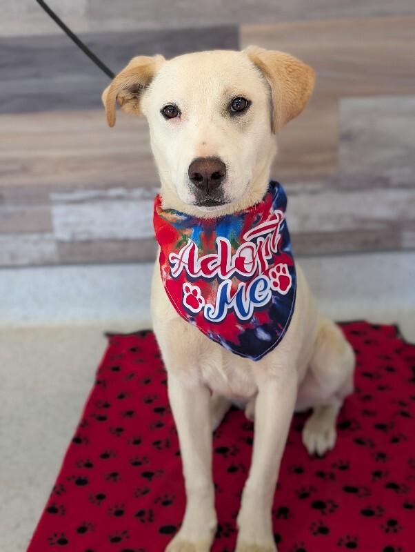 Enlarge Henry, a Adoptable mixed breed in Berkeley Heights, NJ image 3/6