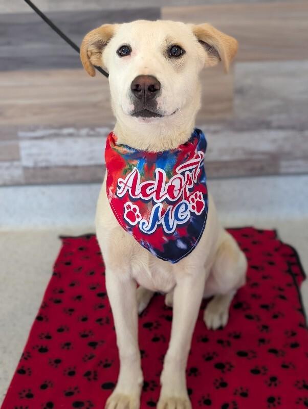 Enlarge Henry, a Adoptable mixed breed in Berkeley Heights, NJ image 4/6