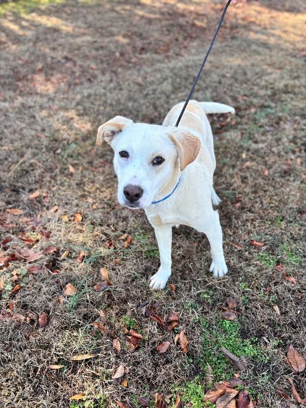 Enlarge Henry, a Adoptable mixed breed in Berkeley Heights, NJ image 5/6