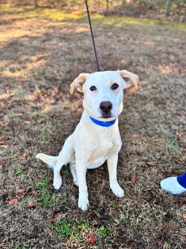 Enlarge Henry, a Adoptable mixed breed in Berkeley Heights, NJ image 6/6