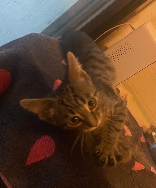 Curly, Adoptable, Kitten Male Domestic Short Hair.