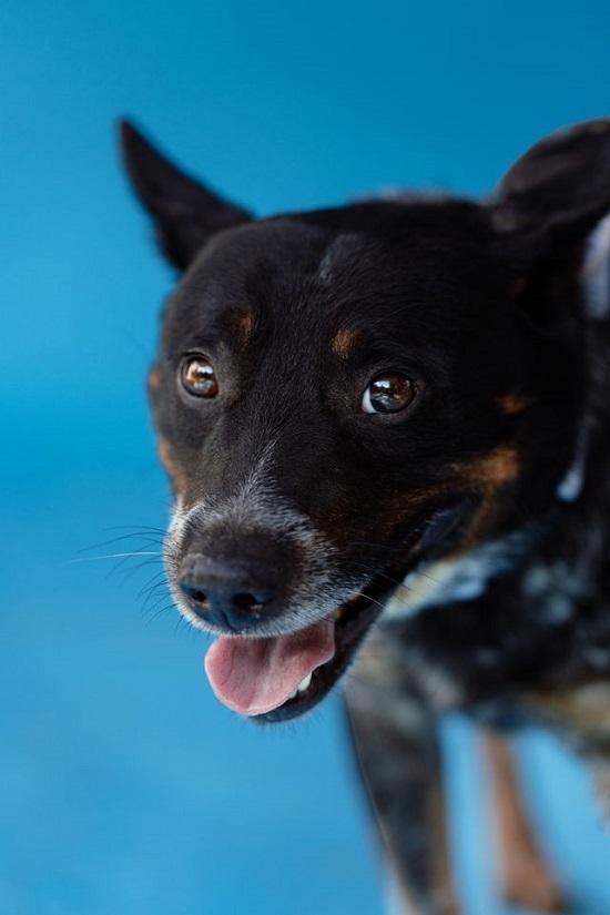 Enlarge MISSOURI, an adopted Australian Cattle Dog / Blue Heeler in Pegram, TN image 5/5