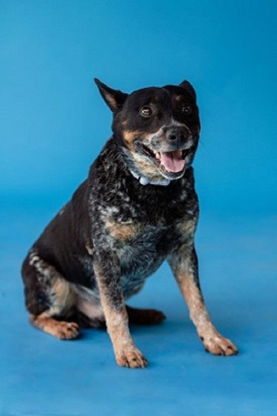 Enlarge MISSOURI, an adopted Australian Cattle Dog / Blue Heeler in Pegram, TN image 1/5