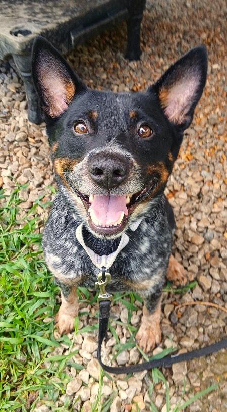 Enlarge MISSOURI, an adopted Australian Cattle Dog / Blue Heeler in Pegram, TN image 2/5