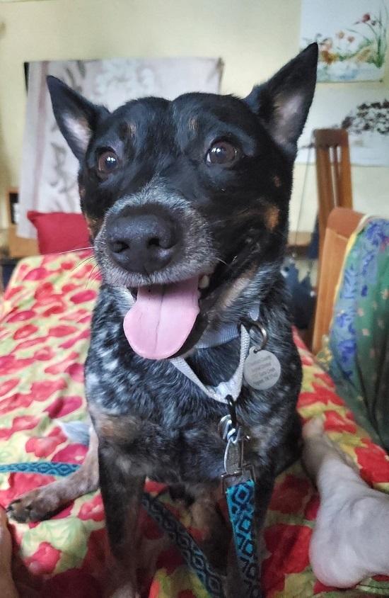 Enlarge MISSOURI, an adopted Australian Cattle Dog / Blue Heeler in Pegram, TN image 3/5