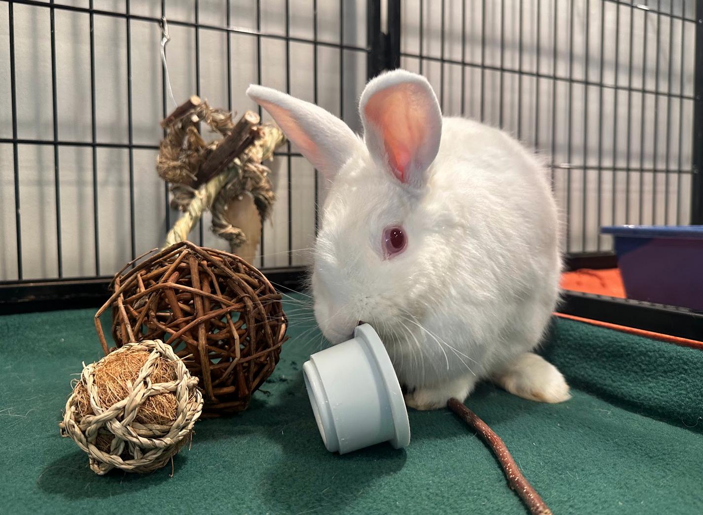Gojiberry, ADOPTABLE, Young Male Florida White.
