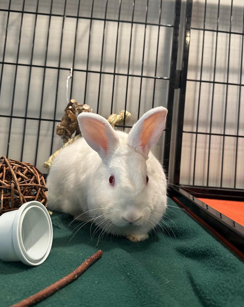 Enlarge Gojiberry, a ADOPTABLE Florida White in Philadelphia, PA image 2/2