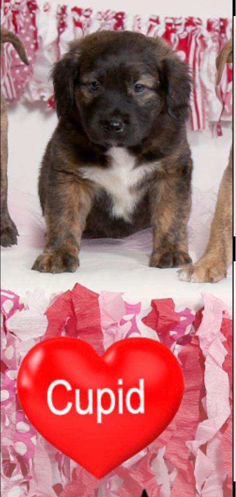 Enlarge Cupid, a Adopted mixed breed in Valparaiso, IN image 1/1