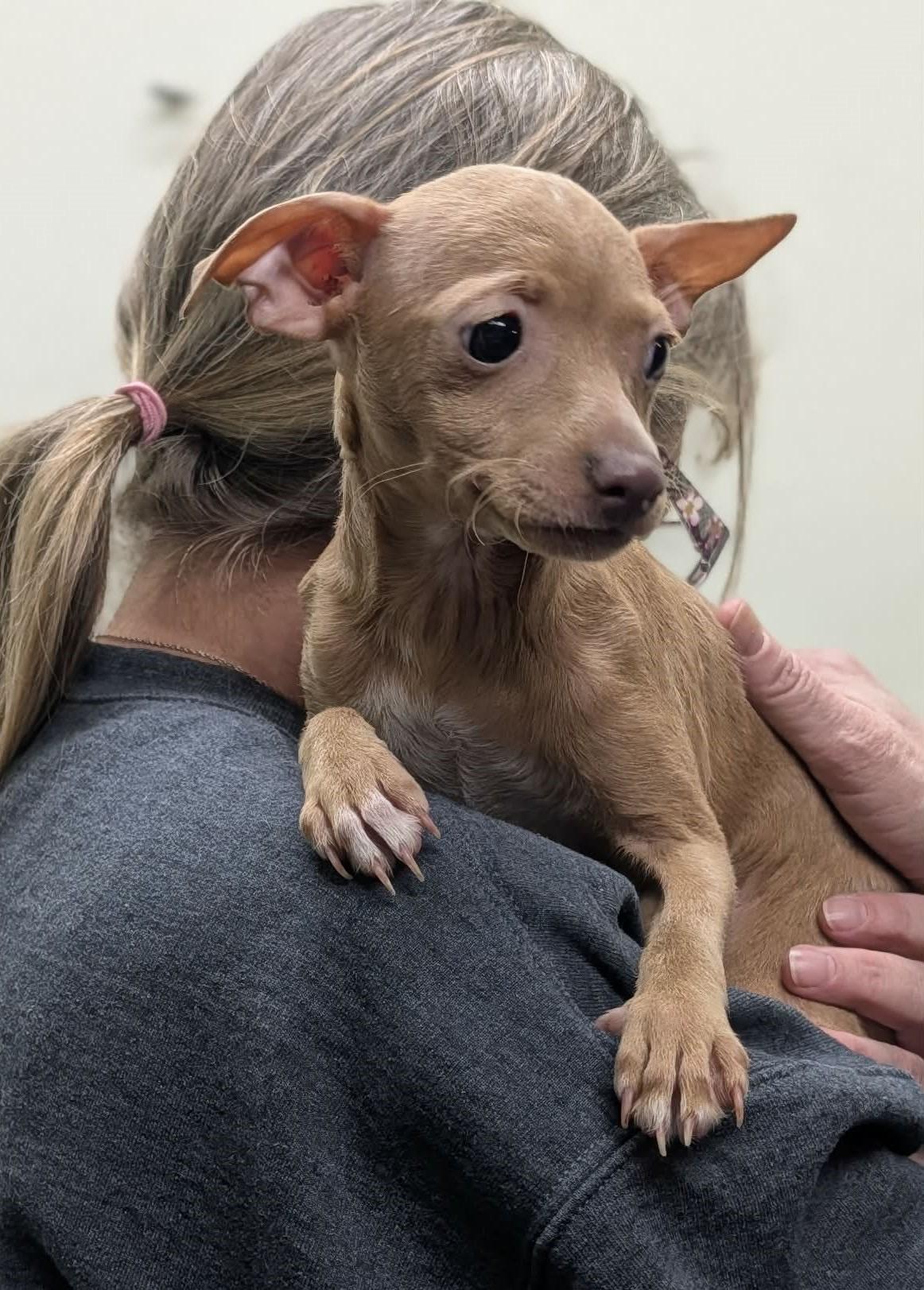 Enlarge Dulce and Chica, a ADOPTABLE Chihuahua in Shawnee Mission, KS image 2/3
