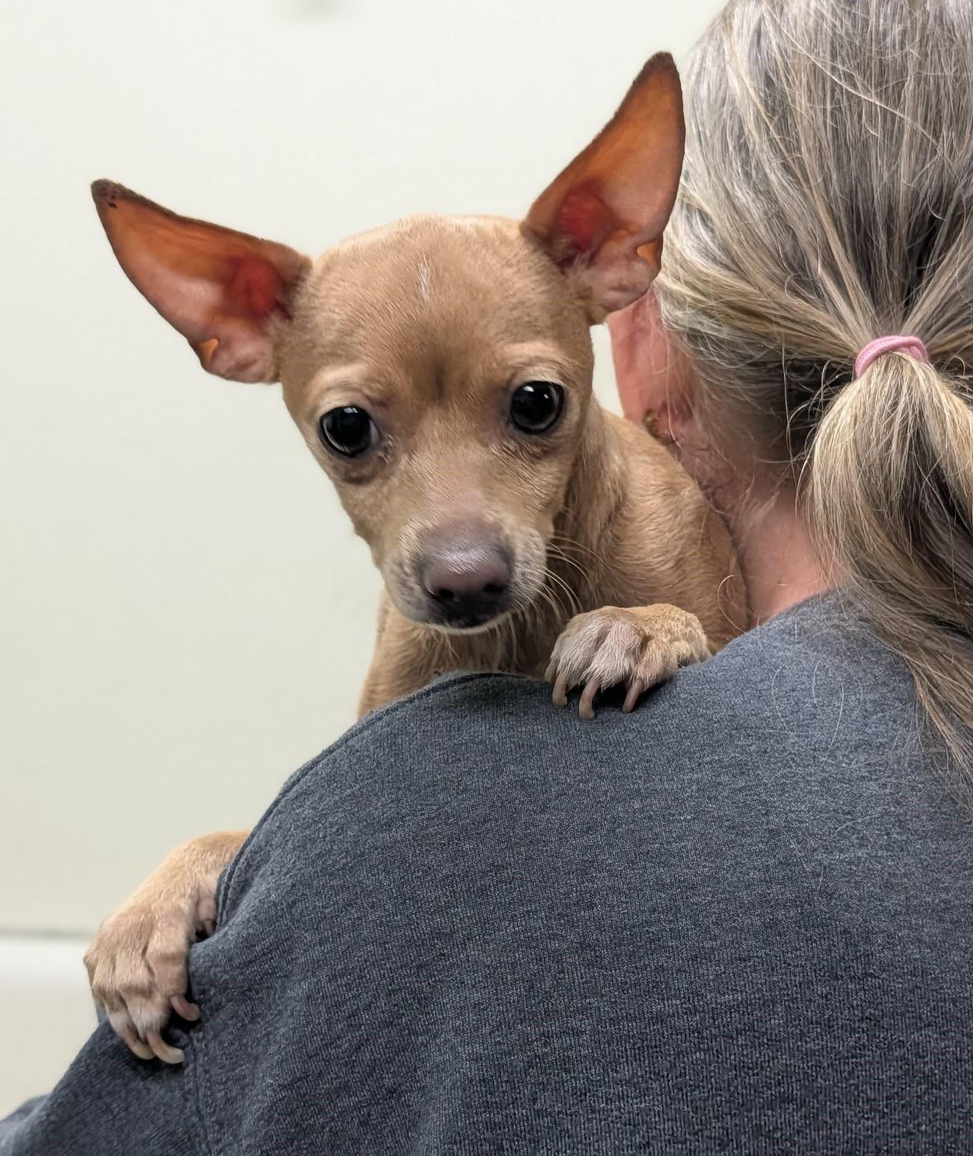 Enlarge Dulce and Chica, a ADOPTABLE Chihuahua in Shawnee Mission, KS image 1/3