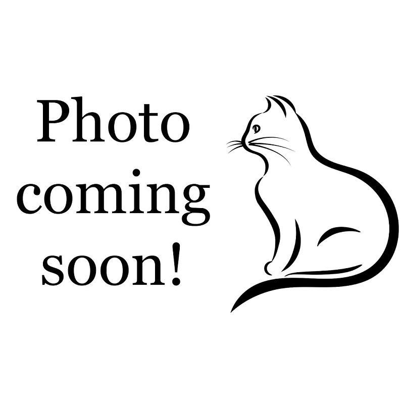 Enlarge Noe, a Adoptable Domestic Short Hair in Monroe, LA image 1/2