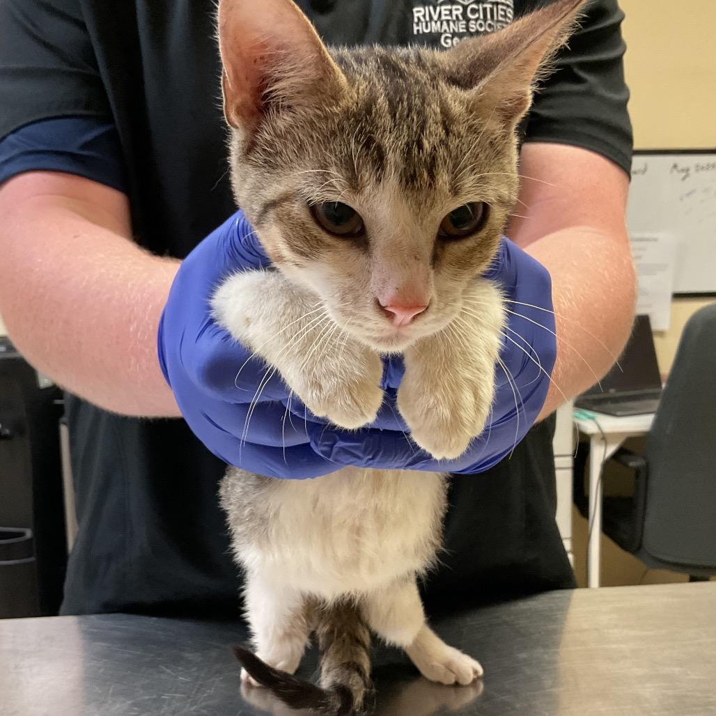 Enlarge Noe, a Adoptable Domestic Short Hair in Monroe, LA image 2/2