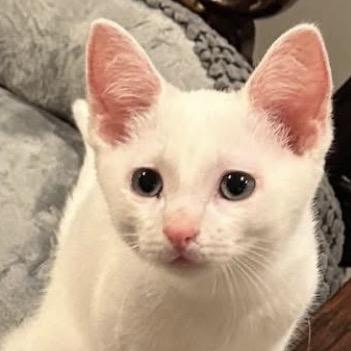 Enlarge Toulouse, a Adoptable Domestic Short Hair in SLIPPERY ROCK, PA image 1/3