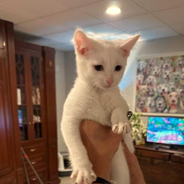 Enlarge Toulouse, a Adoptable Domestic Short Hair in SLIPPERY ROCK, PA image 2/3