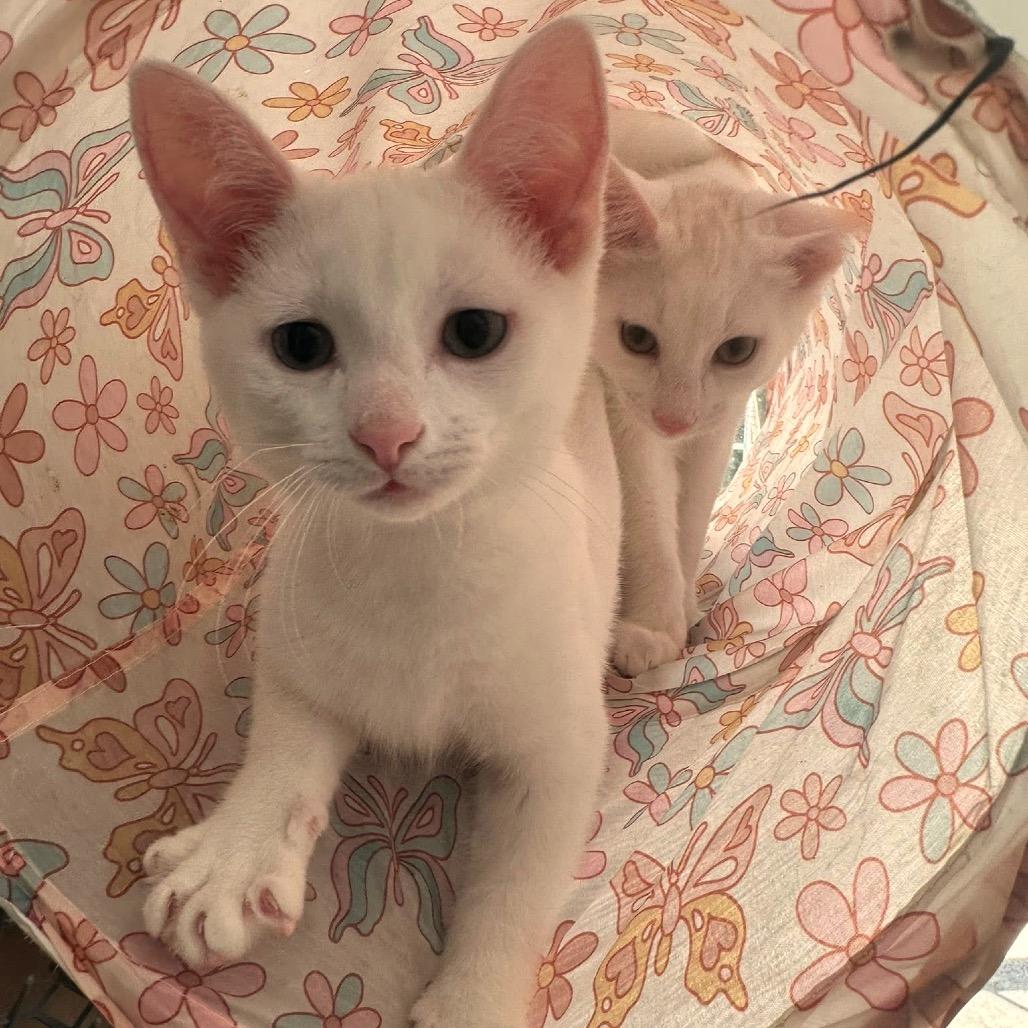 Enlarge Toulouse, a Adoptable Domestic Short Hair in SLIPPERY ROCK, PA image 3/3