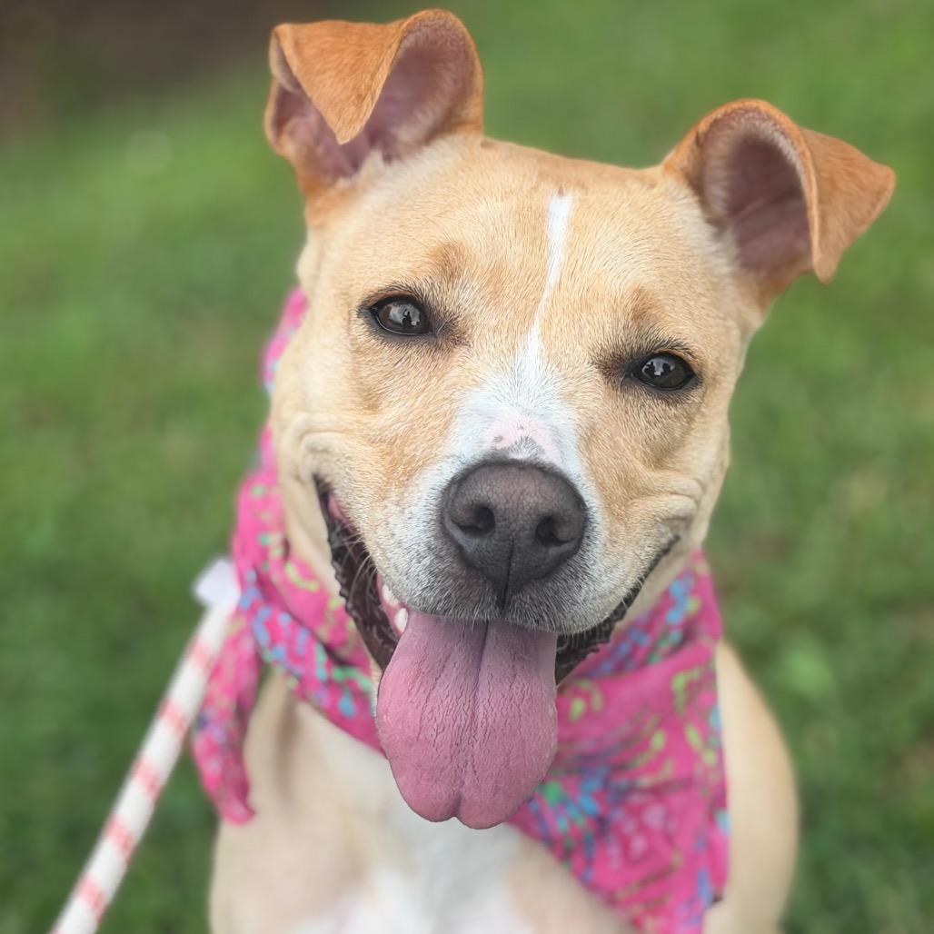Enlarge Eve, a Adoptable Mixed Breed in Asheville, NC image 1/6