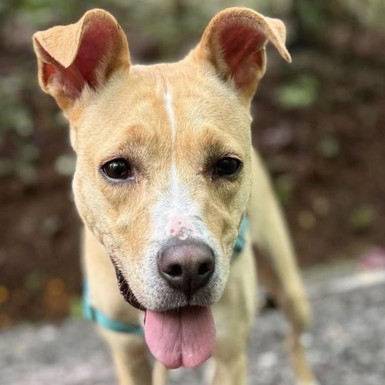 Enlarge Eve, a Adoptable Mixed Breed in Asheville, NC image 2/6