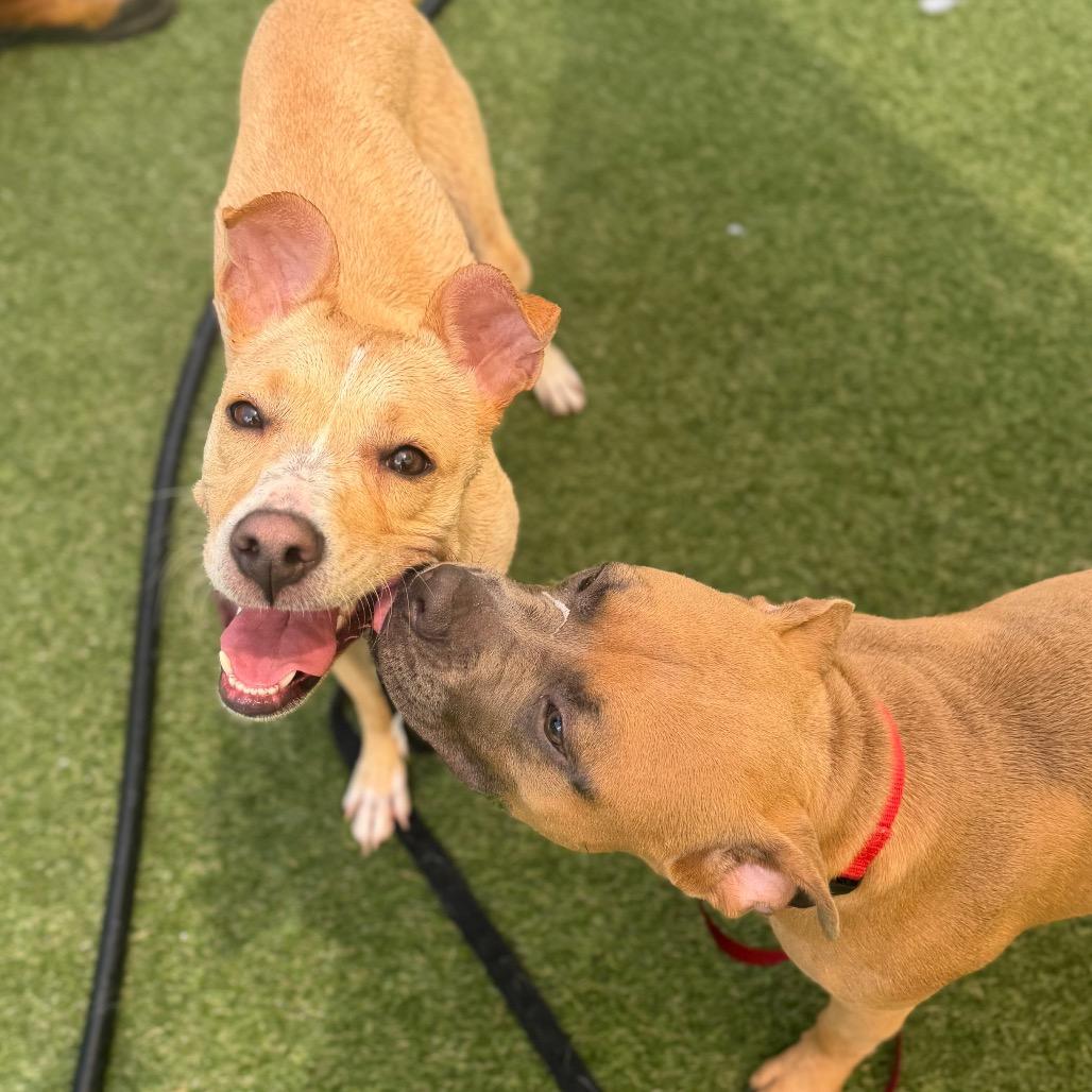 Enlarge Eve, a Adoptable Mixed Breed in Asheville, NC image 3/6
