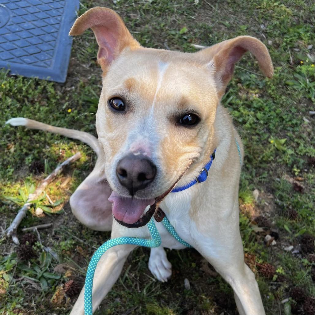 Enlarge Eve, a Adoptable Mixed Breed in Asheville, NC image 4/6
