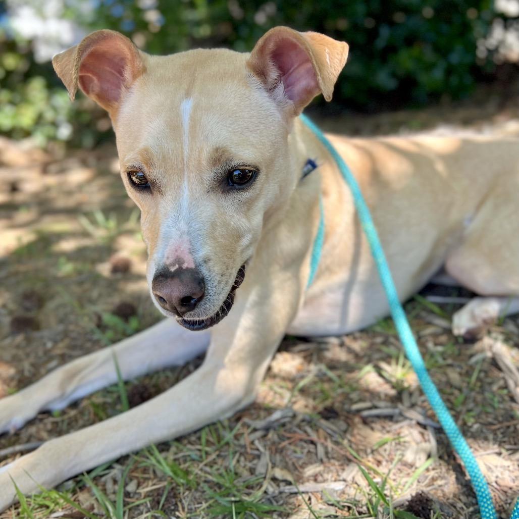 Enlarge Eve, a Adoptable Mixed Breed in Asheville, NC image 5/6