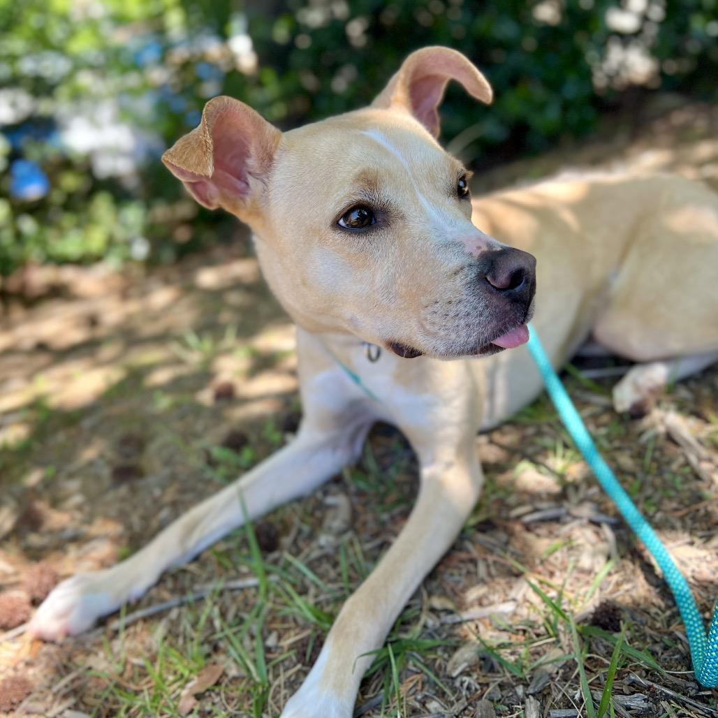 Enlarge Eve, a Adoptable Mixed Breed in Asheville, NC image 6/6
