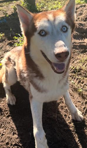 Enlarge LeRoy, a Adoptable Siberian Husky in Jackson, LA image 1/1