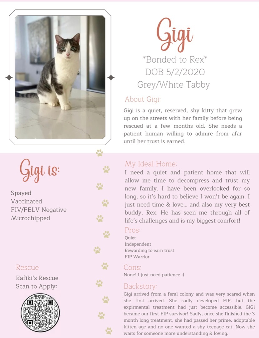 Enlarge GiGi ***Bonded to Rex***, a Adoptable Domestic Short Hair in Garden Grove, CA image 10/10