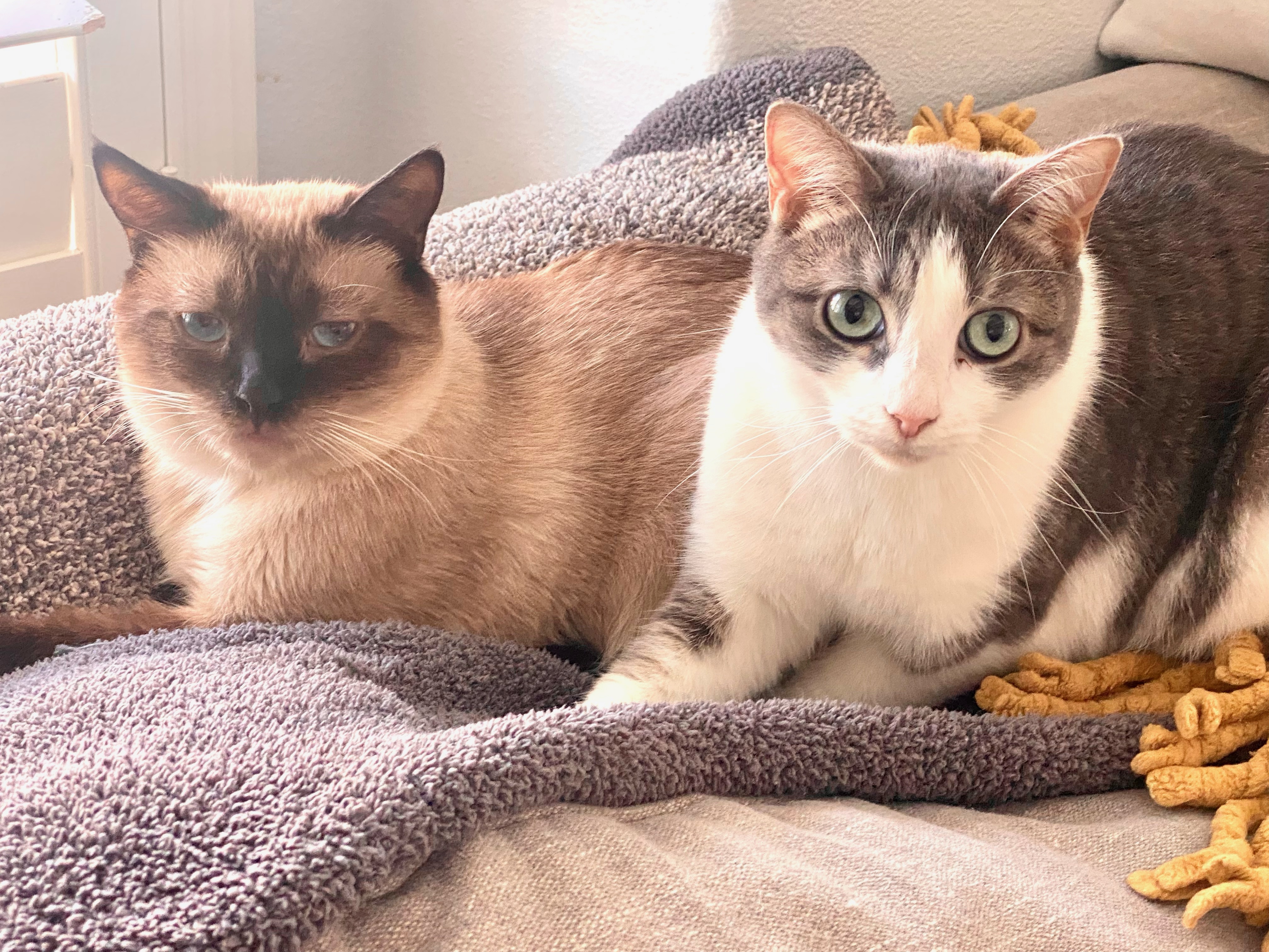 GiGi ***Bonded to Rex***