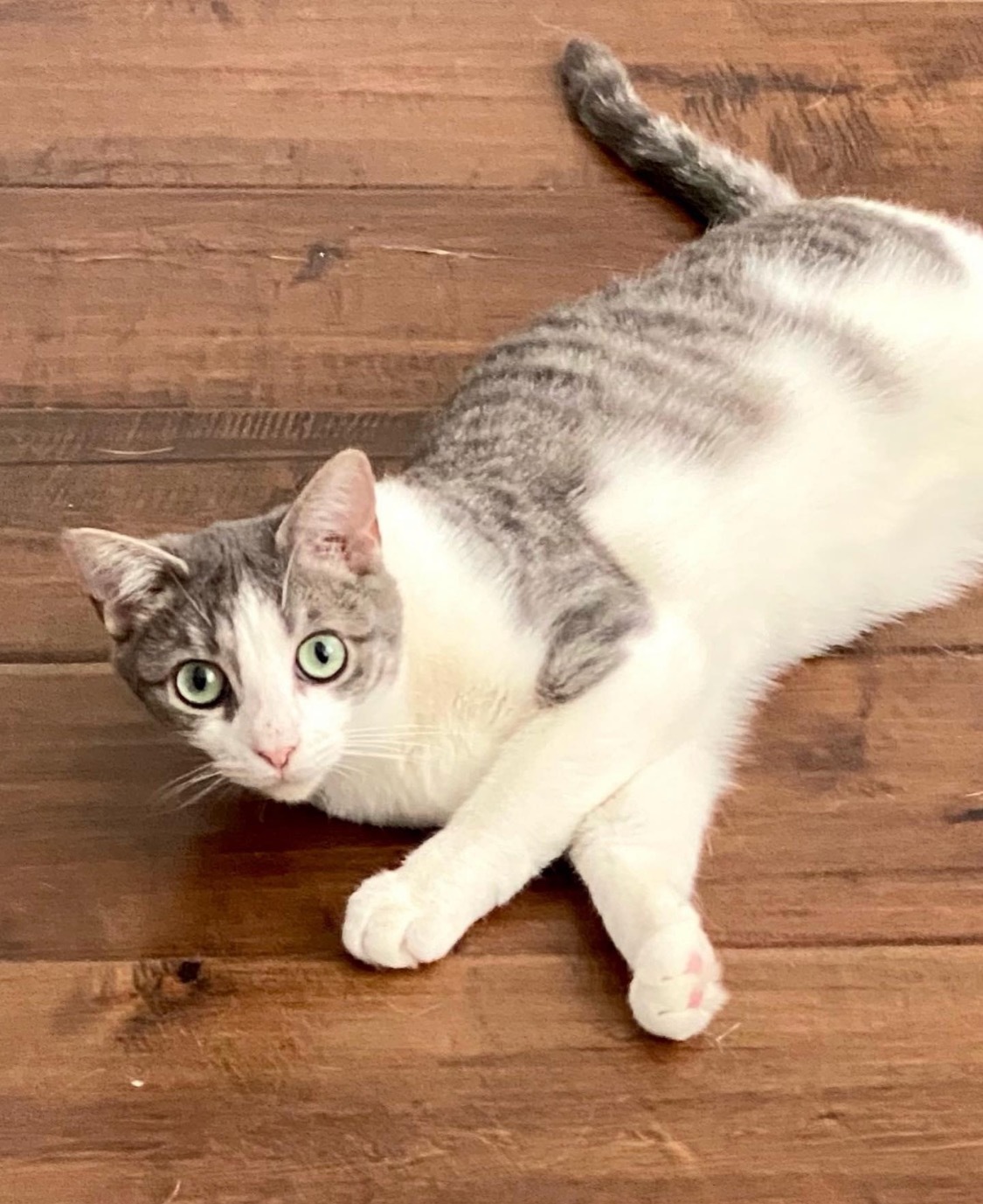 Enlarge GiGi ***Bonded to Rex***, a Adoptable Domestic Short Hair in Garden Grove, CA image 9/10