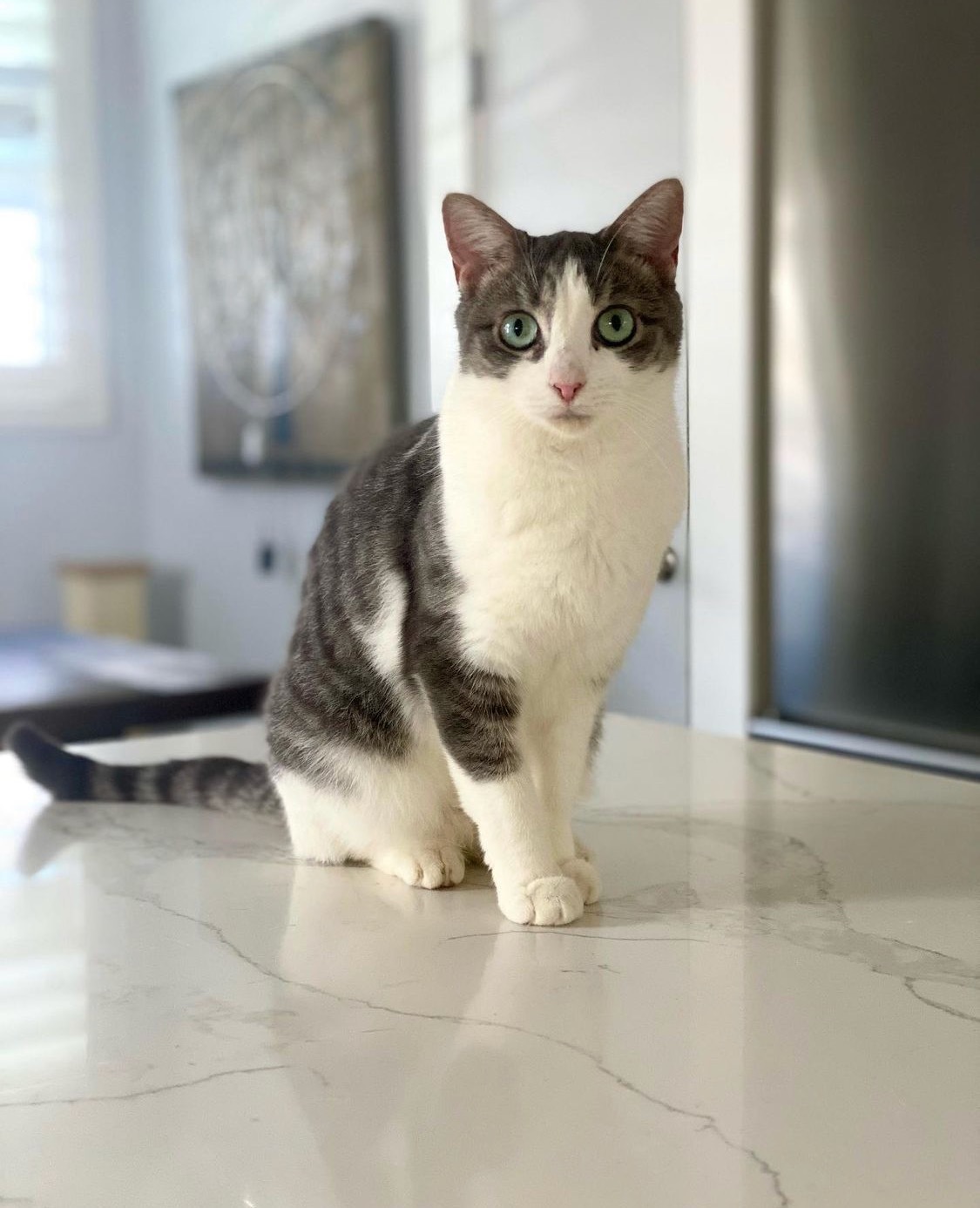 Enlarge GiGi ***Bonded to Rex***, a Adoptable Domestic Short Hair in Garden Grove, CA image 8/10