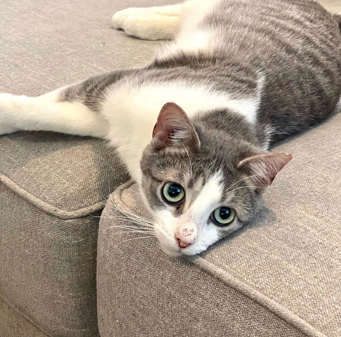 GiGi ***Bonded to Rex***, a Adoptable Domestic Short Hair in Garden Grove, CA image 1/10