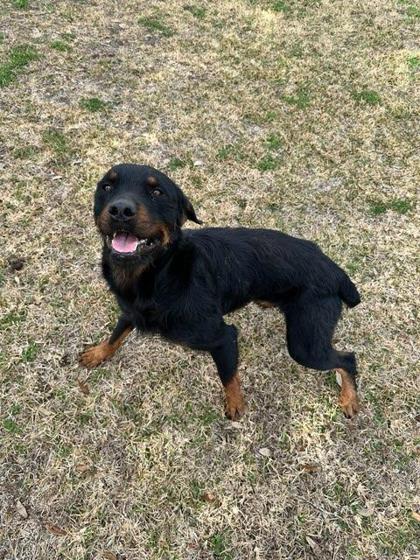 Enlarge Scruffy, a Adoptable mixed breed in Violet, LA image 1/2