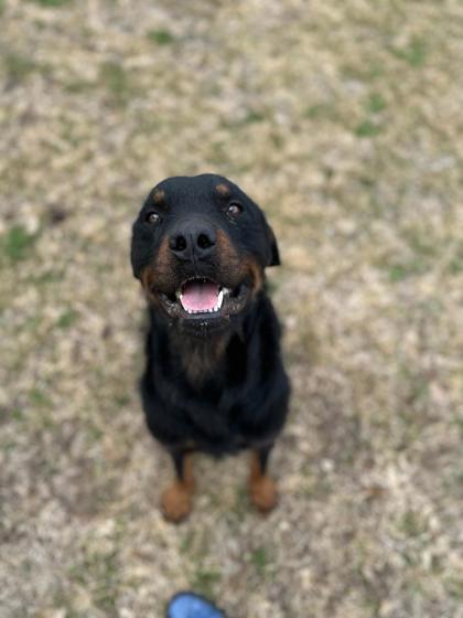 Scruffy, Adoptable, Adult Male Rottweiler & Mixed Breed.