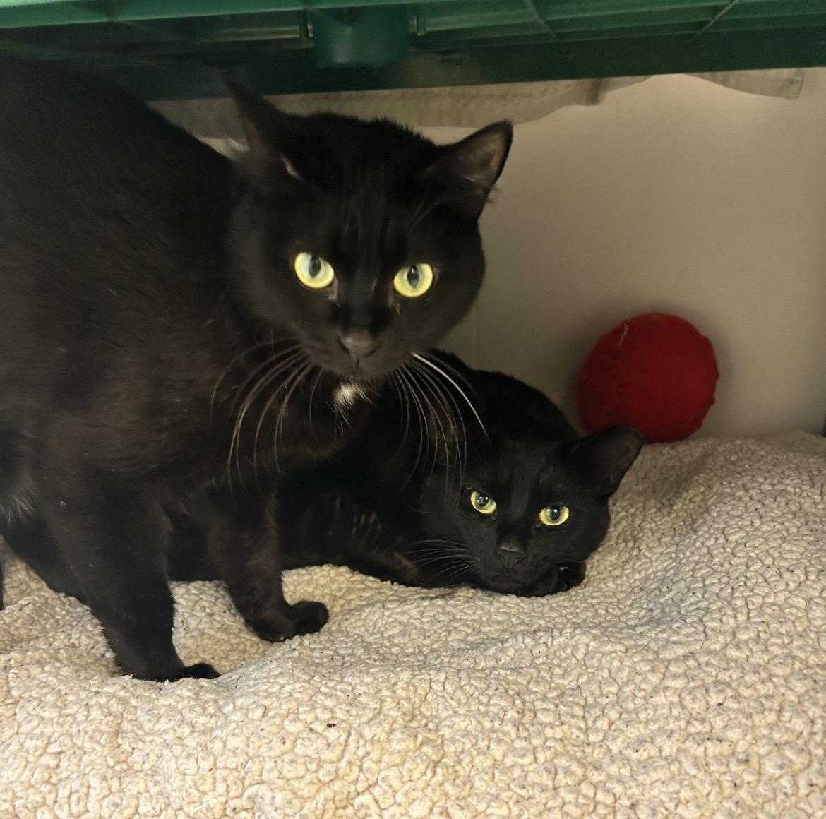 Estee (Bonded with Lauder), a ADOPTABLE Domestic Short Hair in Maple Ridge, BC image 4/6