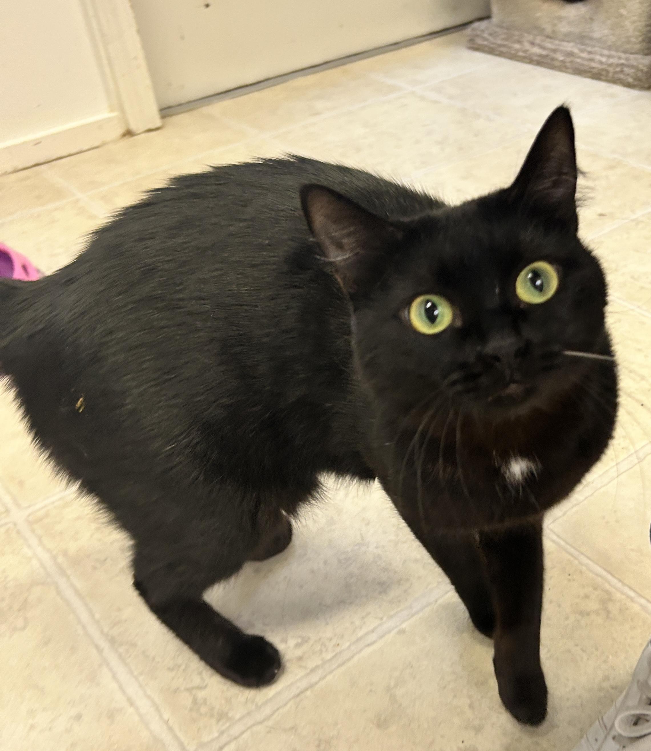 Estee (Bonded with Lauder), a ADOPTABLE Domestic Short Hair in Maple Ridge, BC image 5/6