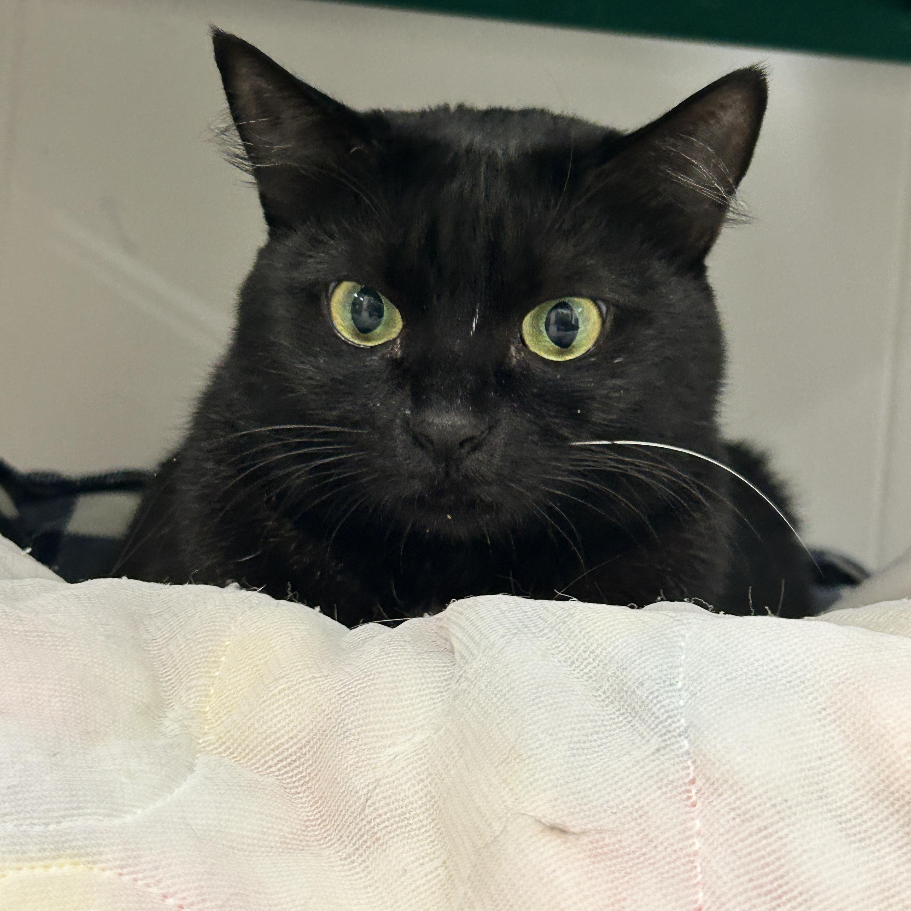 Enlarge Estee , an adoption pending Domestic Short Hair in Maple Ridge, BC image 2/6