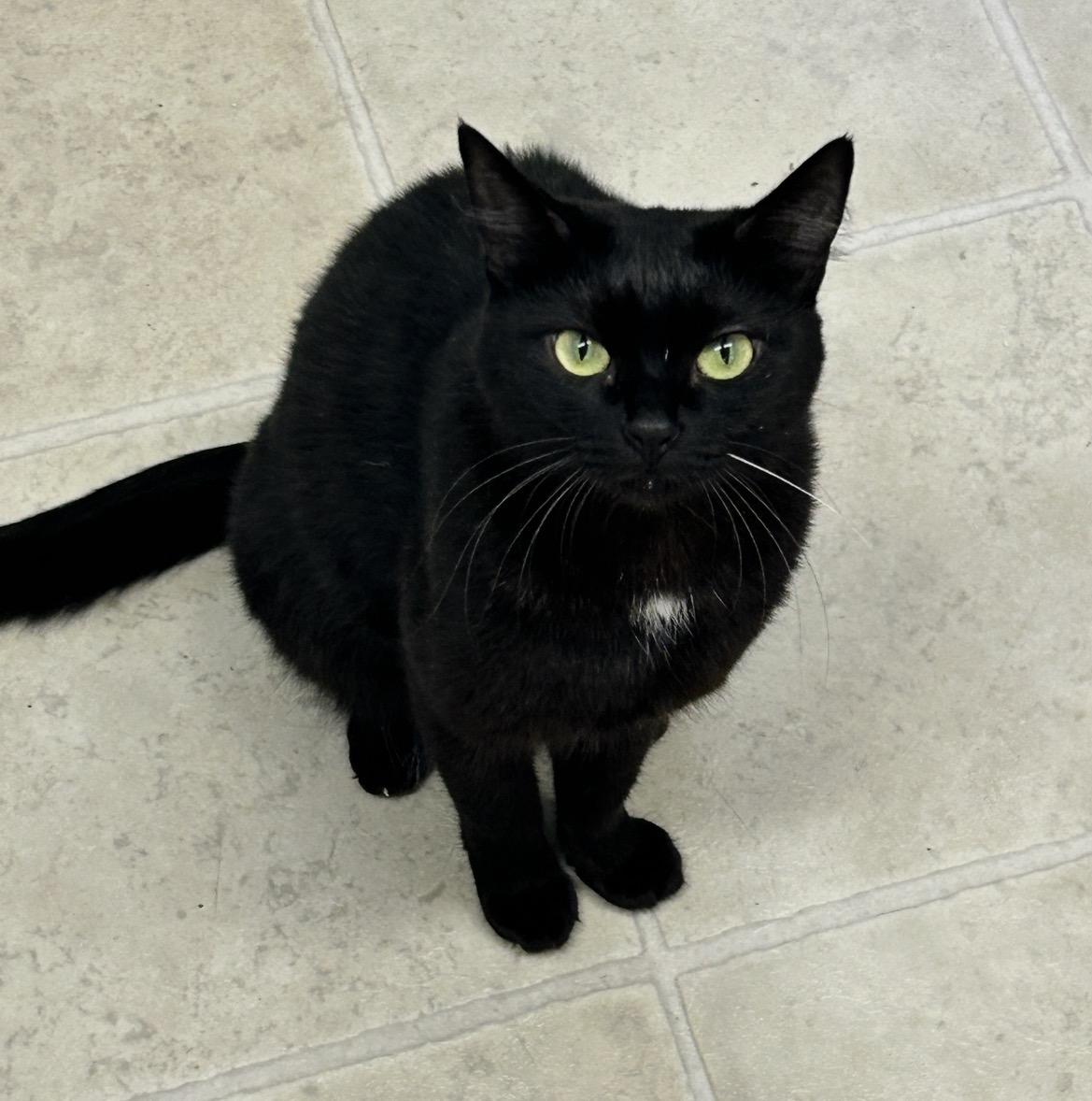 Estee (Bonded with Lauder), a ADOPTABLE Domestic Short Hair in Maple Ridge, BC image 2/6