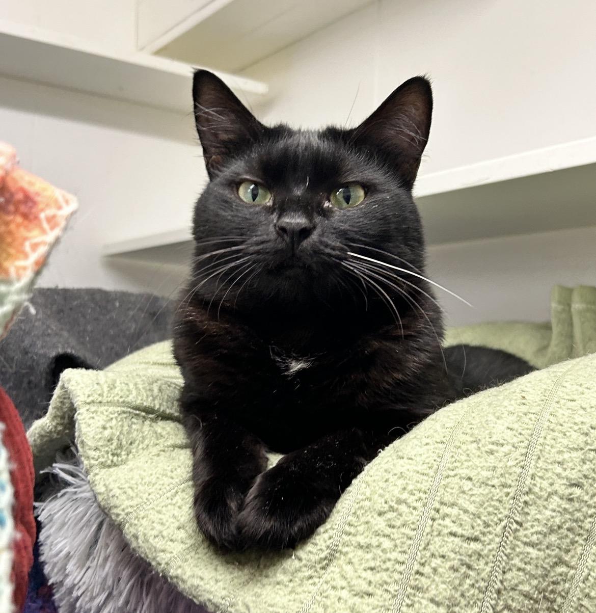 Estee (Bonded with Lauder), ADOPTABLE, Young Female Domestic Short Hair.