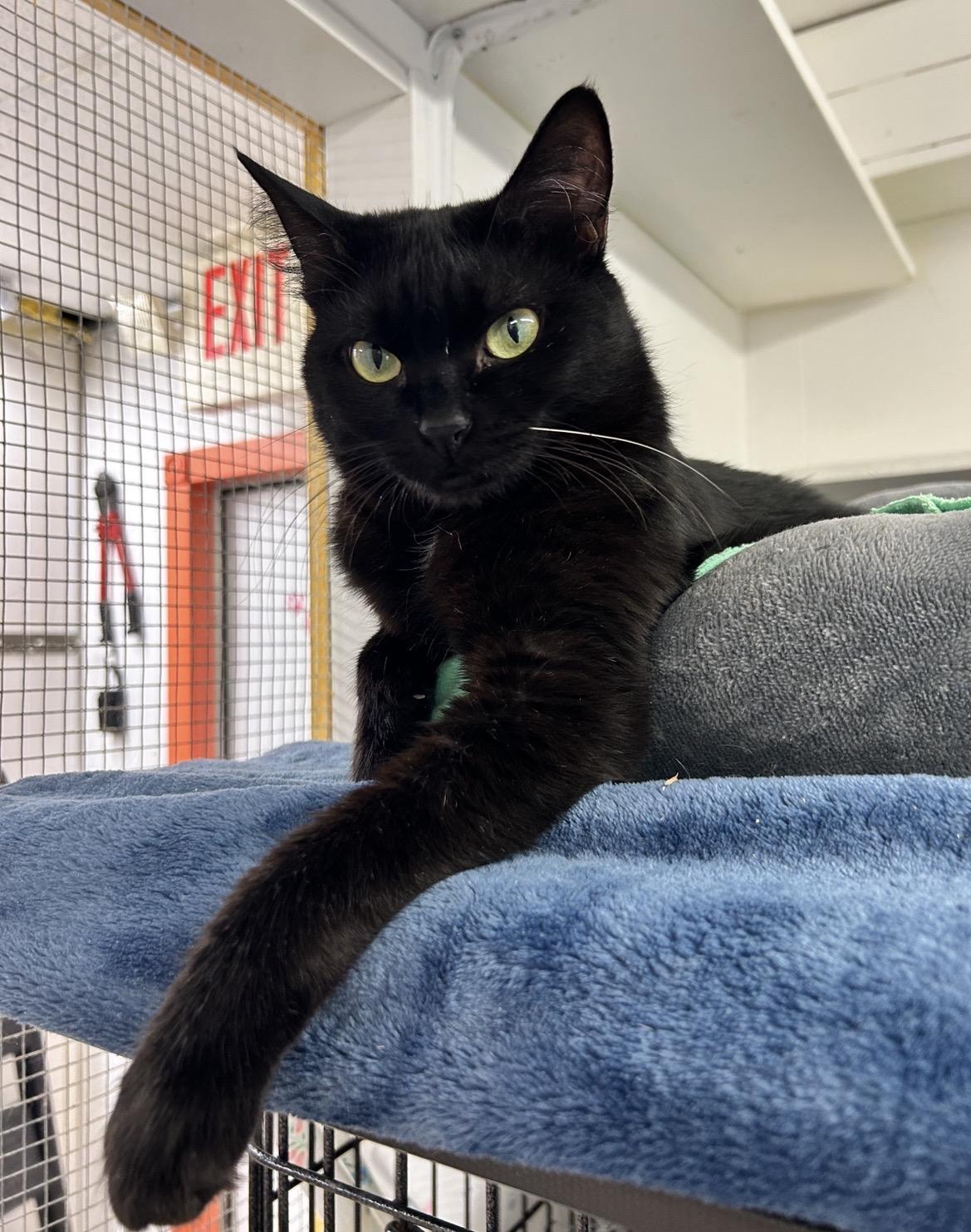 Estee (Bonded with Lauder), a ADOPTABLE Domestic Short Hair in Maple Ridge, BC image 3/6