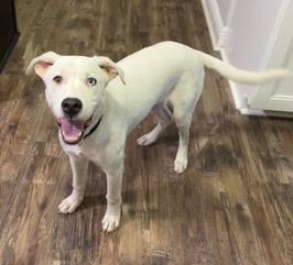 Enlarge Ghost, an adopted mixed breed in Longwood, FL image 3/3