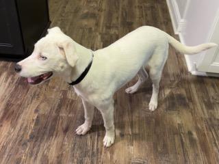 Enlarge Ghost, an adopted mixed breed in Longwood, FL image 2/3