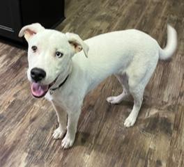 Ghost, adopted, Puppy Male Labrador Retriever.