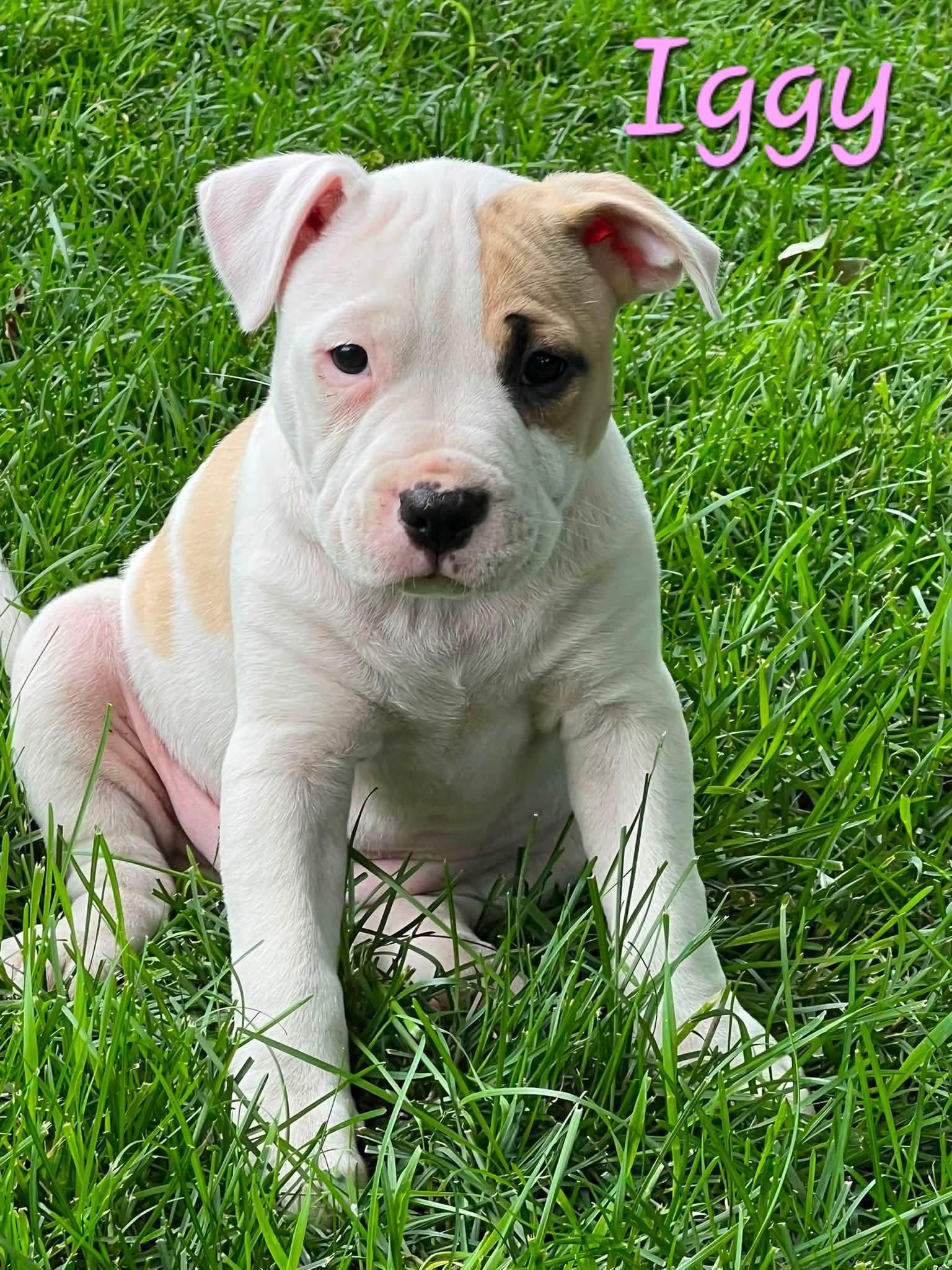 Enlarge Iggy, a ADOPTABLE mixed breed in Elburn, IL image 2/2