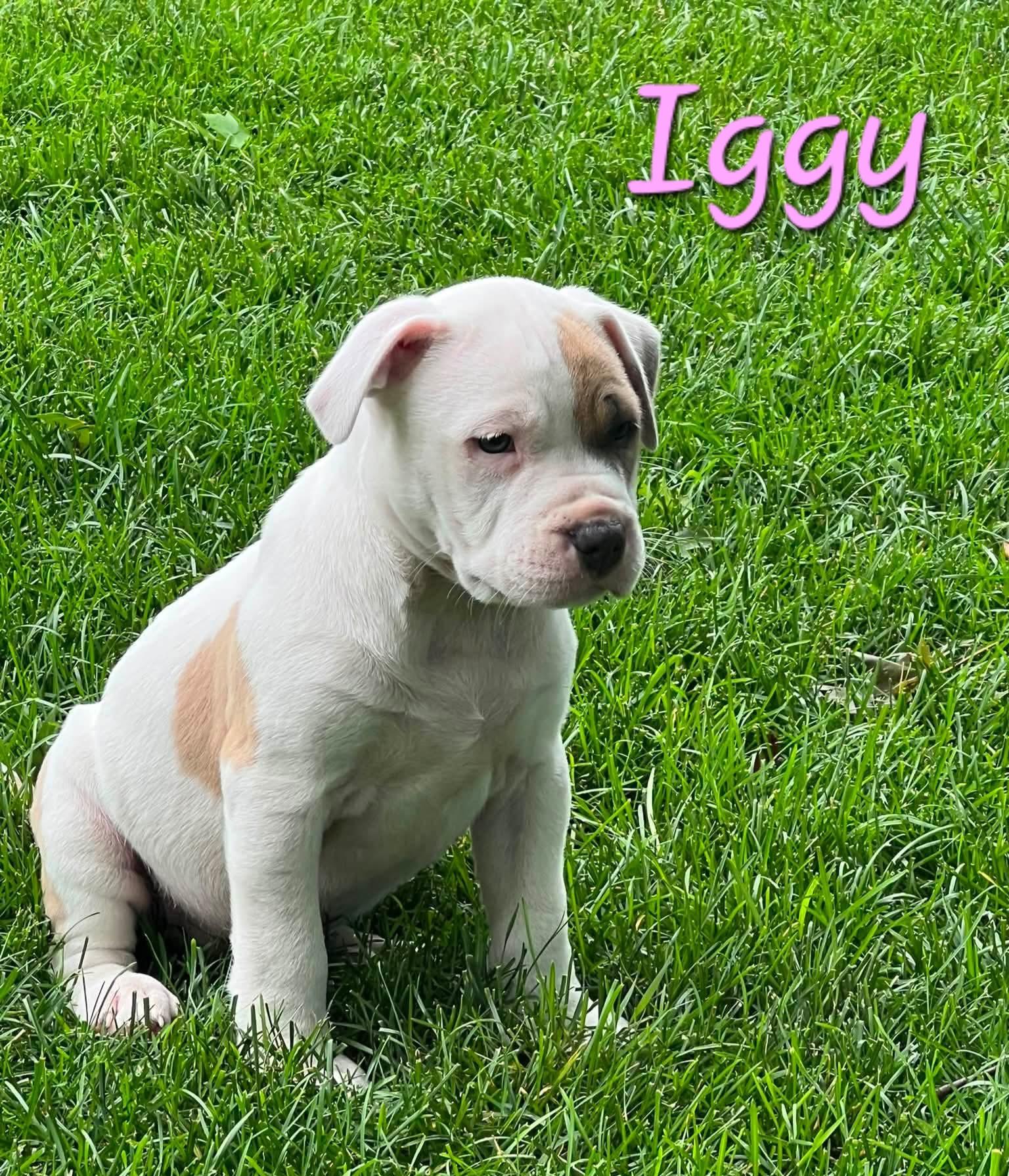 Iggy, ADOPTABLE, Puppy Female American Bully & American Staffordshire Terrier.