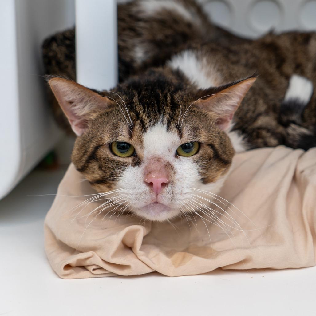 Enlarge Merino, a Adoptable Domestic Short Hair in New York, NY image 1/1