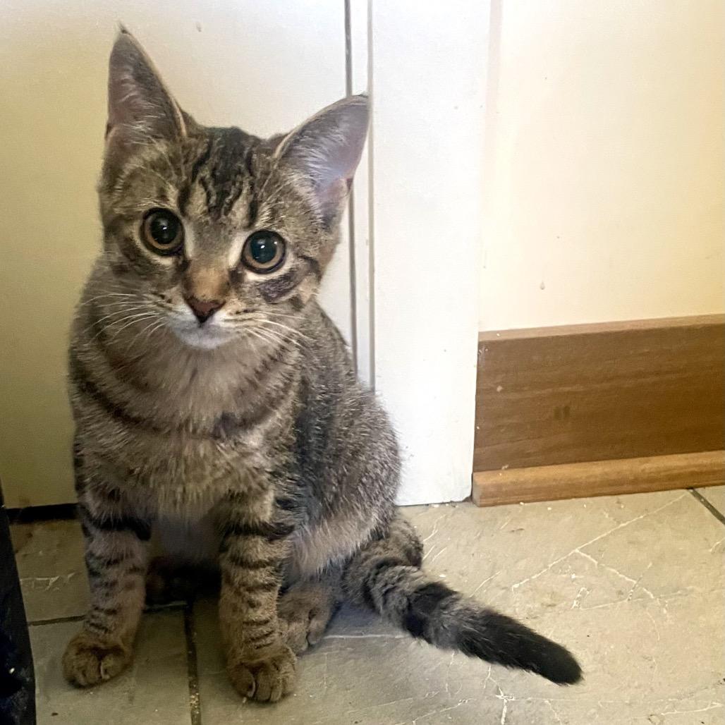 Enlarge Sora, a Adoptable Domestic Short Hair in Shelbyville, IN image 1/3