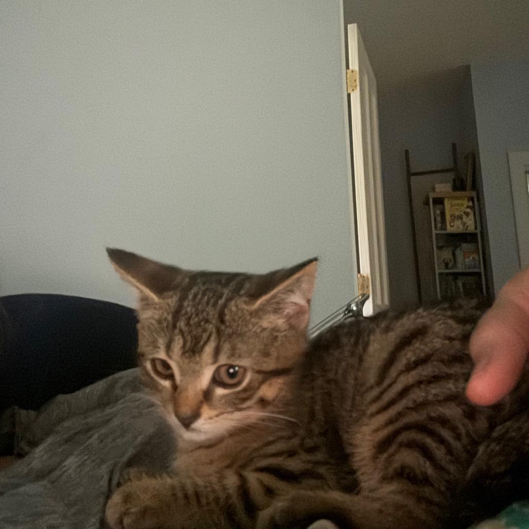 Enlarge Sora, a Adoptable Domestic Short Hair in Shelbyville, IN image 2/3