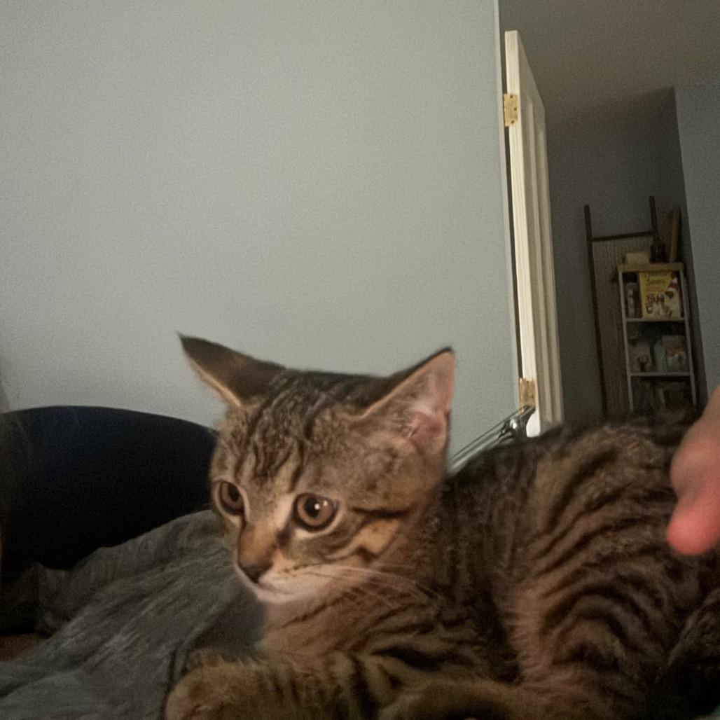 Enlarge Sora, a Adoptable Domestic Short Hair in Shelbyville, IN image 3/3