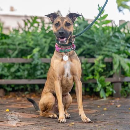 Dancing Queen, Adoptable, Adult Female Terrier & Mixed Breed.